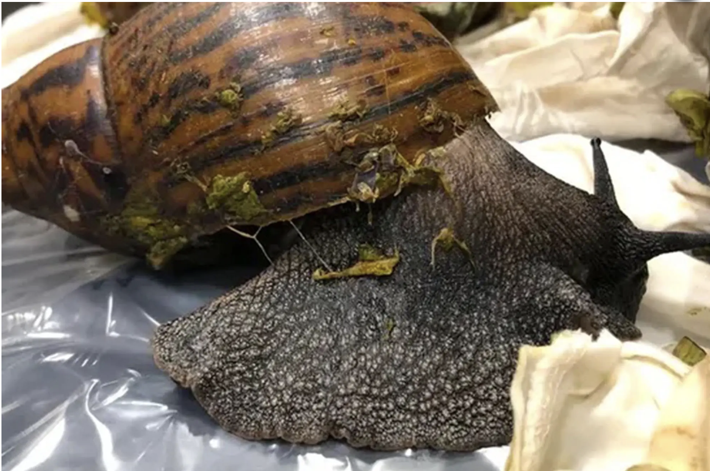Six Destructive Giant African Snails From Ghana Found By Customs In Detroit Passenger's Luggage - Finish The Race